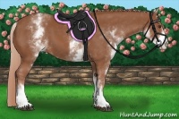 Horse Color:White Spotted Chestnut 