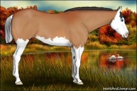 Horse Color:Bay Splash 