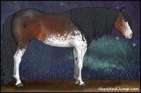 Horse Color:White Spotted Brown