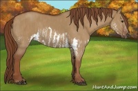Horse Color:Red Dun Splash  Brindle