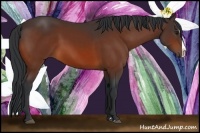 Horse Color:Bay Splash 