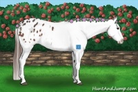 Horse Color:Bay Appaloosa 