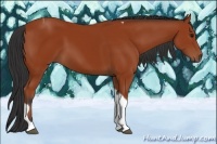 Horse Color:Bay Tobiano 