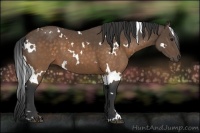 Horse Color:White Spotted Buckskin Sabino 