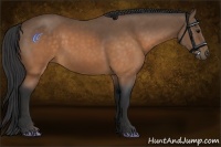 Horse Color:Buckskin 