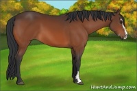Horse Color:Bay Sabino 