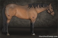Horse Color:Buckskin 