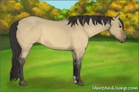 Horse Color:Buckskin Dun 