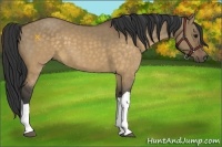 Horse Color:Buckskin Dun 