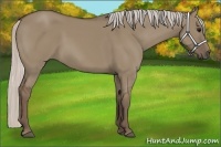 Horse Color:Silver Grullo 