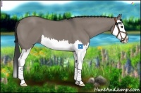 Horse Color:Grullo Sabino Splash