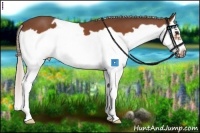 Horse Color:Silver Bay Splash Frame 