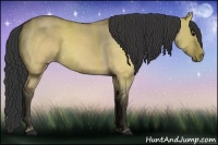 Horse Color:Buckskin Dun