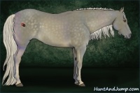 Horse Color:Chocolate Palomino 