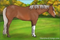 Horse Color:Silver Bay 