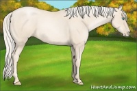 Horse Color:Gold Cream Champagne Pearl 