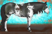 Horse Color:Liver Chestnut Sabino 