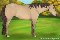 Horse Color:Amber Cream Champagne