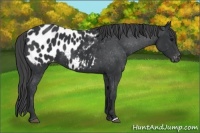 Horse Color:Black Appaloosa