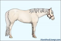 Horse Color:Silver Amber Cream Champagne Pearl 