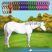 Horse Color:Blue Roan Tobiano Frame Appaloosa 
