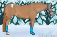 Horse Color:Chestnut Appaloosa 