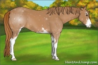 Horse Color:Chestnut Sabino