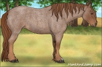 Horse Color:Red Roan