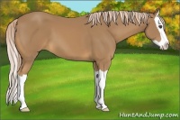 Horse Color:Palomino Splash 