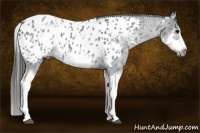Horse Color:White Spotted Blue Roan Splash Frame Appaloosa