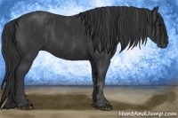 Horse Color:Black  Brindle
