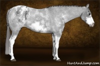 Horse Color:White Spotted Blue Roan Splash Frame Appaloosa