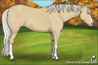Horse Color:Silver Buckskin Roan Splash