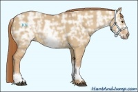 Horse Color:White Spotted Red Dun Ice Sabino 
