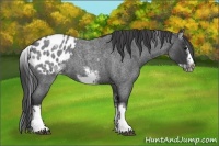 Horse Color:White Spotted Blue Roan Splash Frame Appaloosa