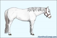 Horse Color:White Spotted Blue Roan Splash Frame Appaloosa