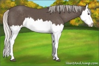 Horse Color:Silver Black Splash