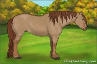 Horse Color:Red Dun 