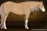 Horse Color:Palomino Sabino 