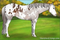 Horse Color:White Spotted Liver Chestnut Splash Appaloosa 