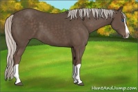 Horse Color:Silver Black Splash