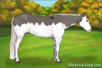 Horse Color:Silver Black Splash 