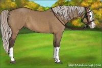 Horse Color:Silver Bay Dun Splash