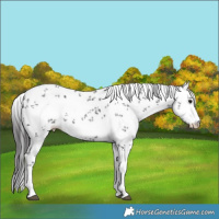 Horse Color:White Spotted Smoky Black Sabino 