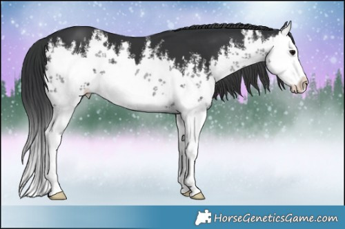 Horse Color:White Spotted Black Splash 