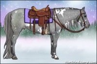 Horse Color:White Spotted Black Appaloosa