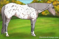 Horse Color:Bay Appaloosa 