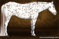 Horse Color:Bay Dun Appaloosa 