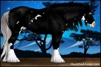 Horse Color:Brown Appaloosa Rabicano