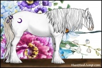 Horse Color:Perlino Appaloosa Rabicano 